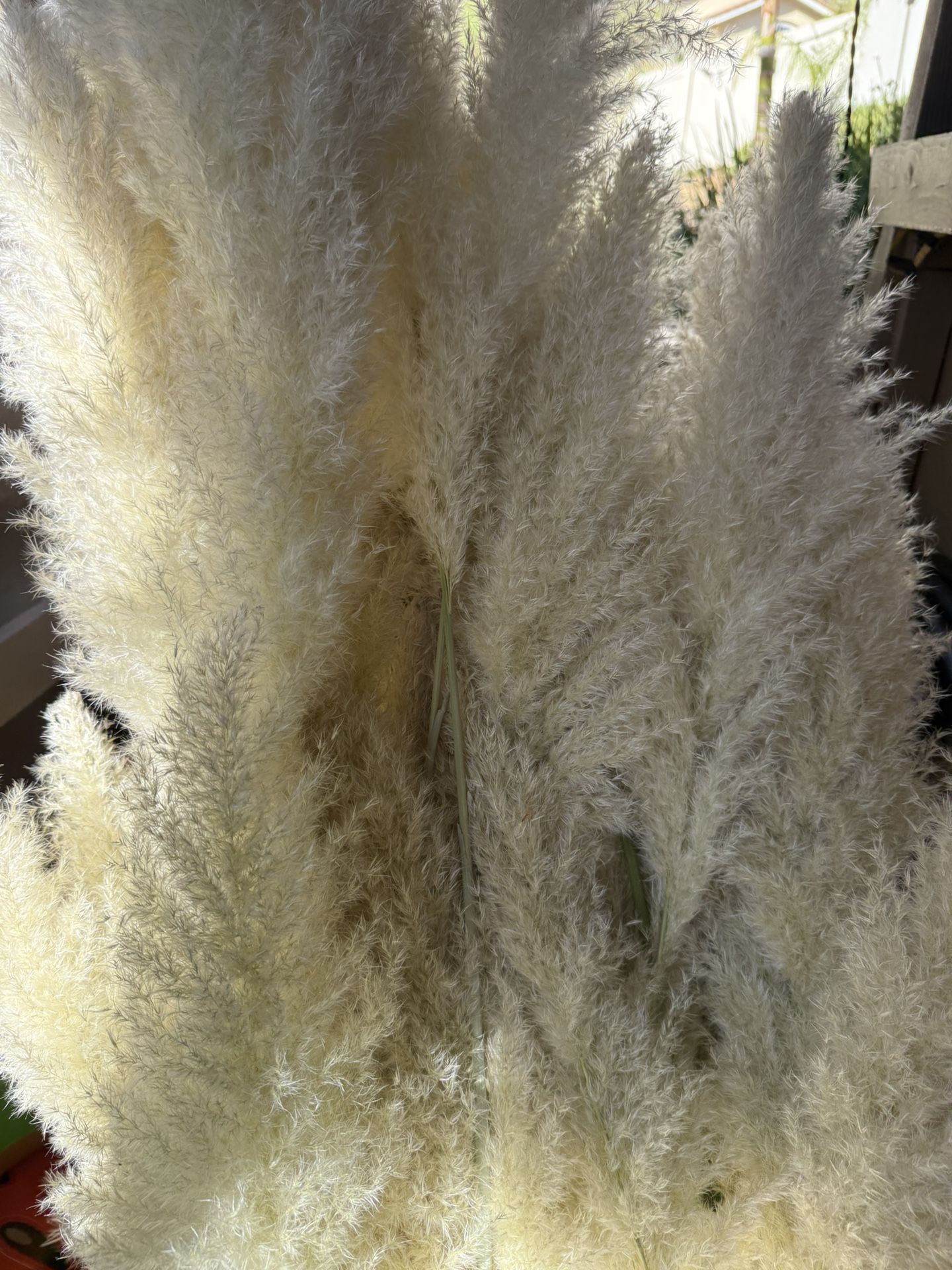 Pampas