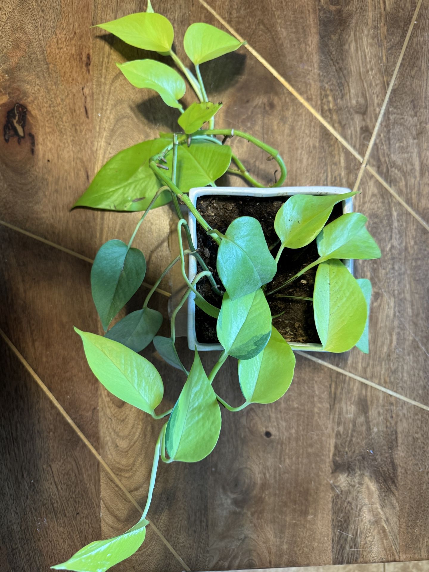 Neon Pothos Plant in Ceramic Pot