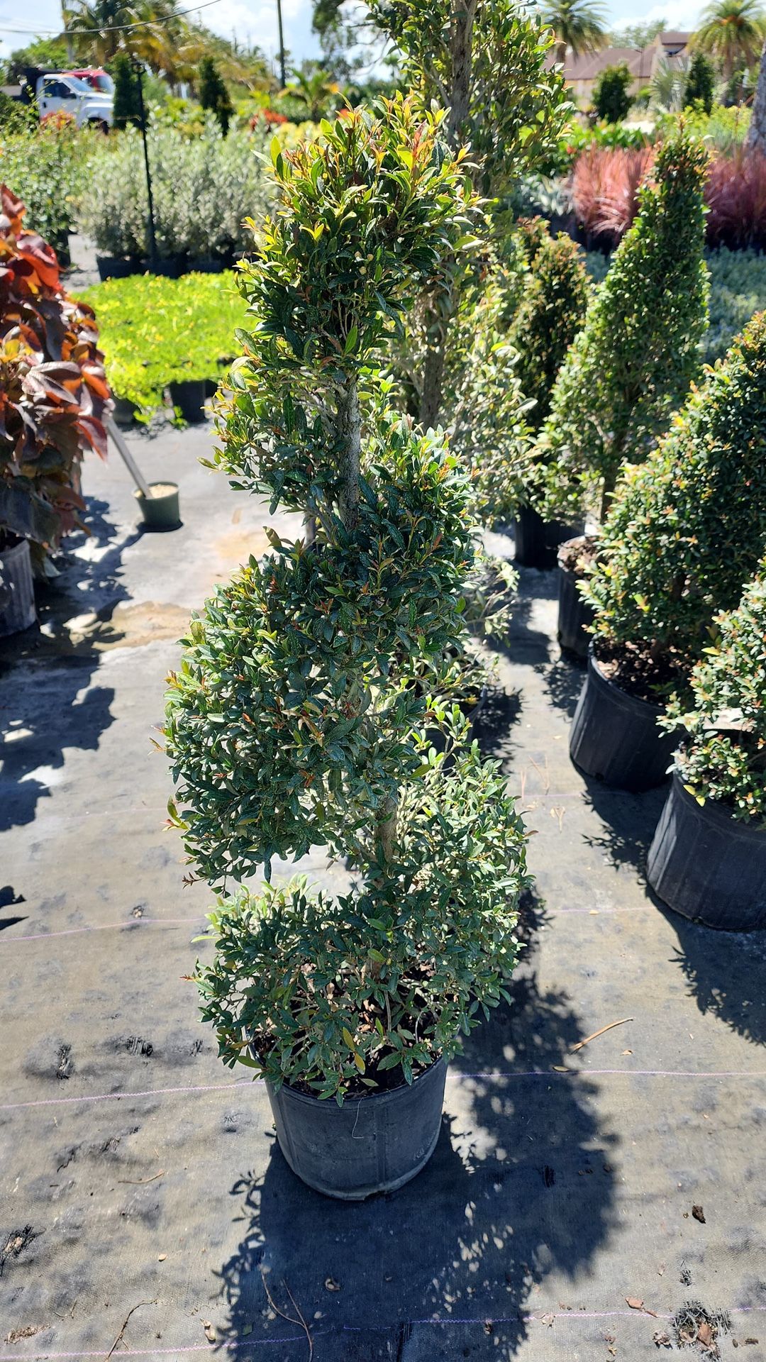 Topiary Spiral - 3gl