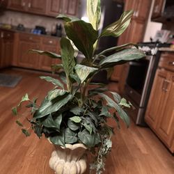 Cute Floor Plant