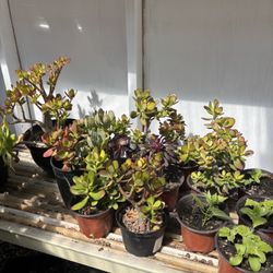 Succulents Plants 