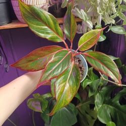 Aglaonema Siam Aurora