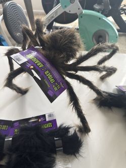 🕷️ Set Of Spiders 🕷️ 