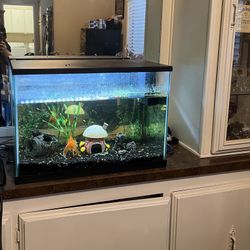 20 Gallon Fish Tank