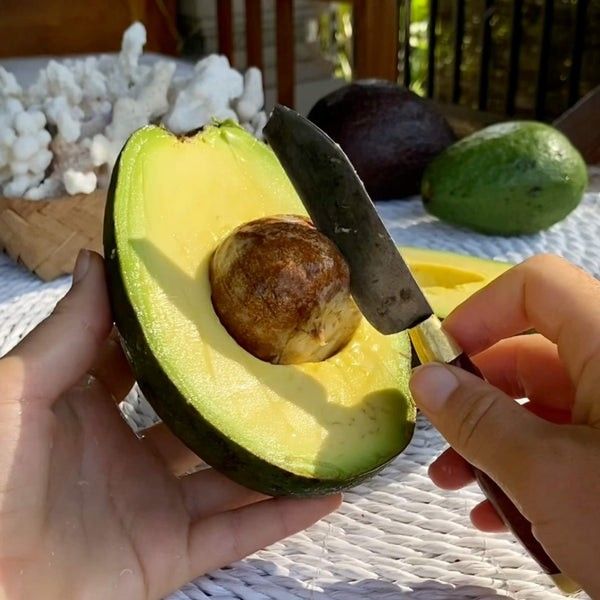 Grafted Dwarf Reed Avocado Trees😃😃🌿🌿🥑🥑🥑