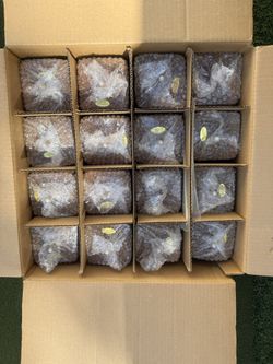 Chattam & Wells King/California King Wooden Foundation Legs – Set of 16