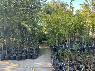 Fruit trees shade trees 35$ each