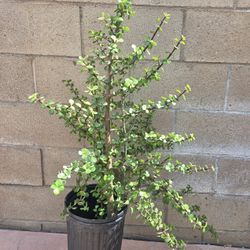 Bush Jade Plant/ Plant De La Abudansia 