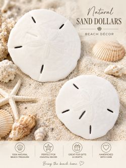 Sand dollar