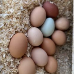 Farm fresh eggs!!