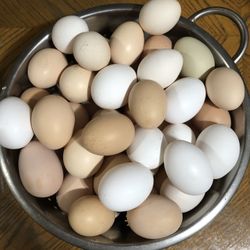 huevos frescos de gallina