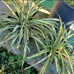 Spider Plants, $5 Each