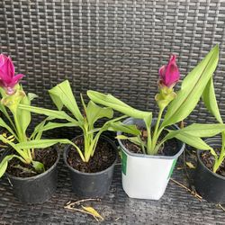 Red Curcuma
