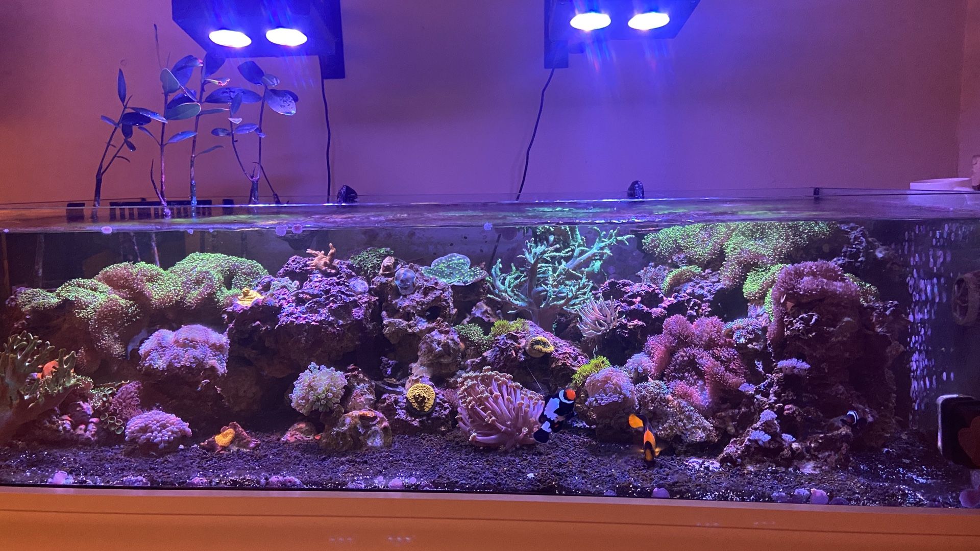 Reef tank