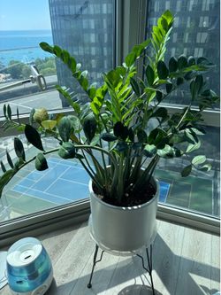 Large ZZ plant with ceramic planter
