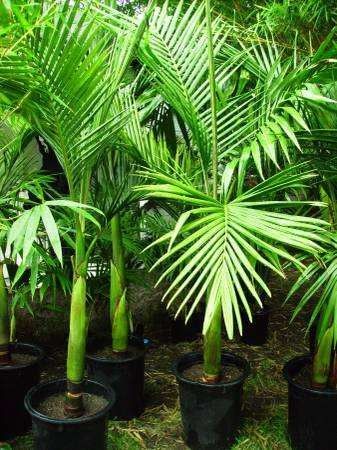 King Palm Trees