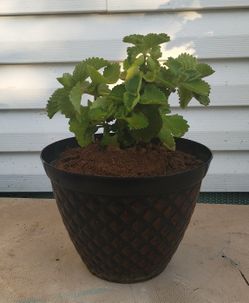 Cuban Oregano 