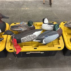 Decoys And Taxidermy Animals And Pelts