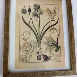 Floral Framed  Print