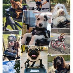 Dog bike Carrier