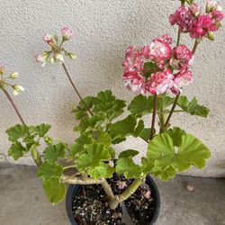 Very Rare Geranium/ Pelargonium Apple Blossom Rosebud Plant , In 6 Inch Pot Pick Up Only