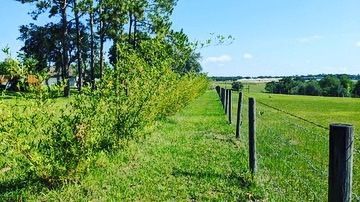 Seabreeze Bamboo XL Valued Rhizome