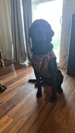 Rig-em- right dog vest