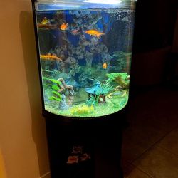 Fish aquarium