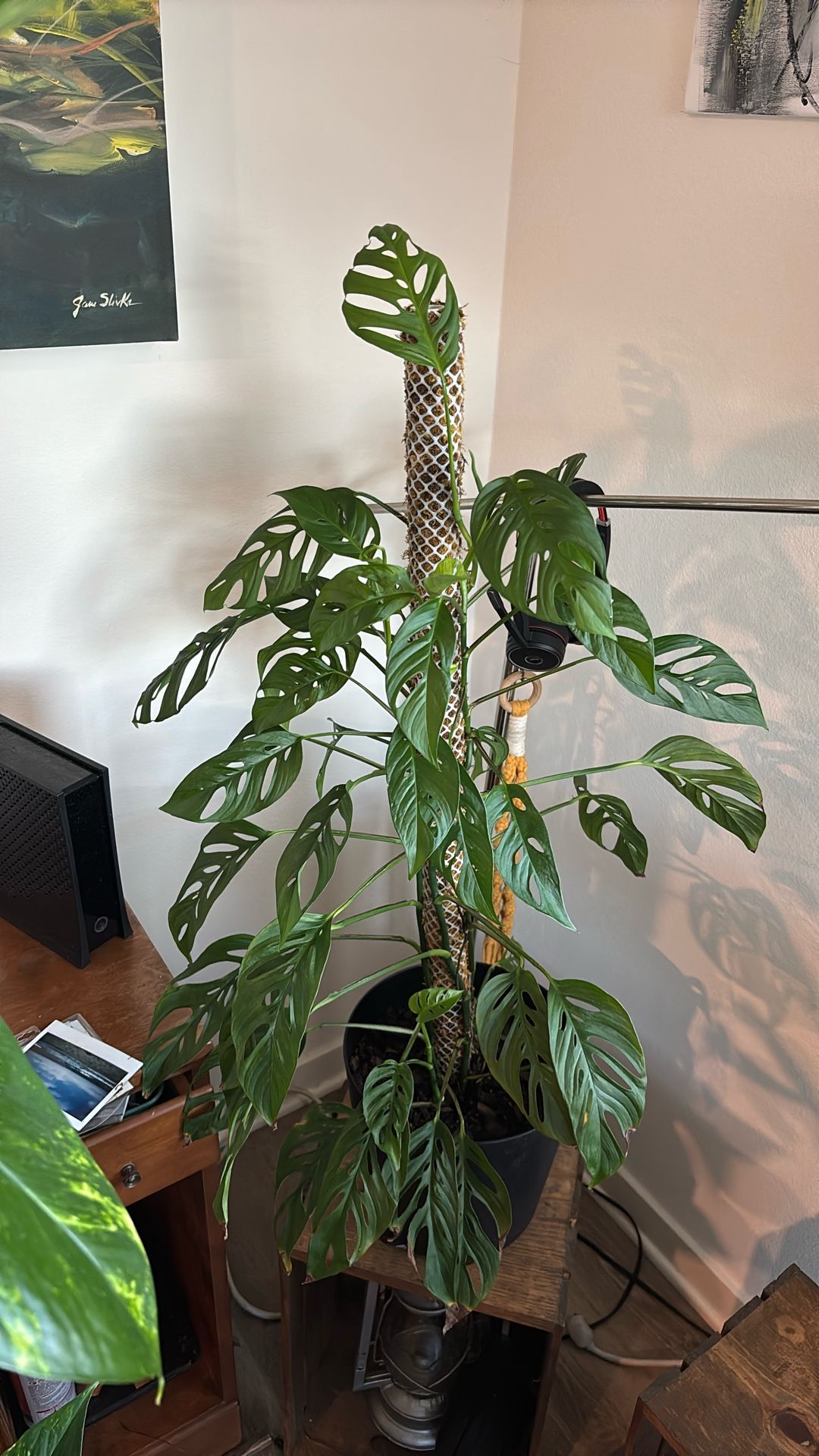 Climbing Monsters Swiss 