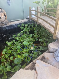 Water 🪻 hyacinths