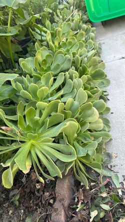 Aeonium Succulent Plants free at Colton Ca