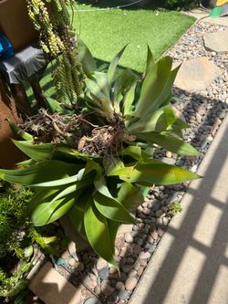 Bare Root Agave Plants