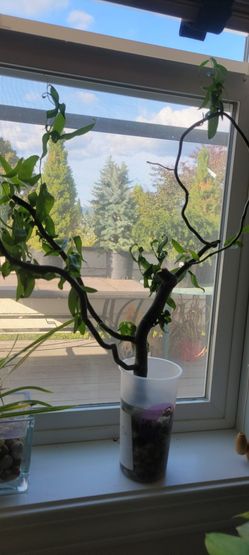 Weeping Golden Curls Willows 