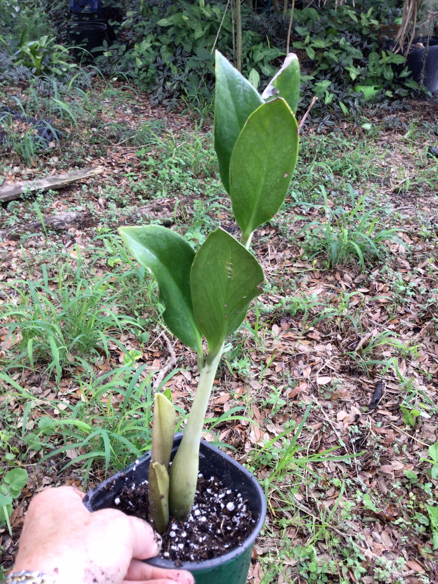 ZZ Plants Chameleon and Raven ZZ’s