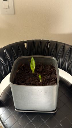 Free plant