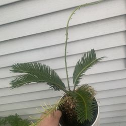 King Sago Palm Tree Plant!! $25 Obo!!