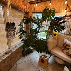 Monstera Plant 