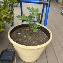 Fig Tree 