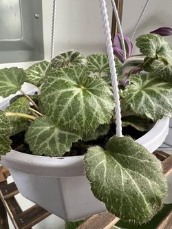 Strawberry Begonia Hanging Basket
