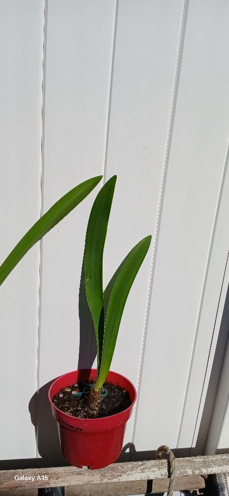 Amaryllis Plant