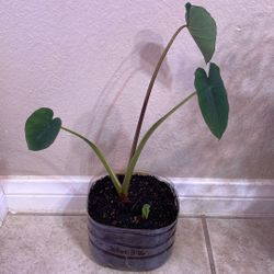 Baby Taro Plant/ Elephant Ear Plants