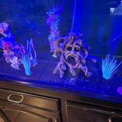 fish tank w/stand