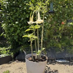 4ft Tall Yellow Brugmansia 12in Pot