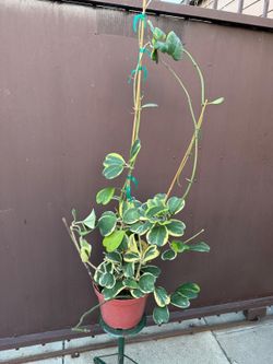 10” hoya kerrii variegated