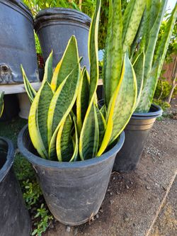 Snake plants range from $10-$35