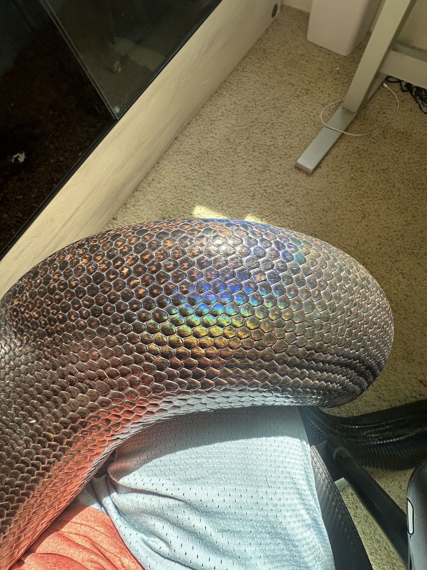 Reptiles Supplie