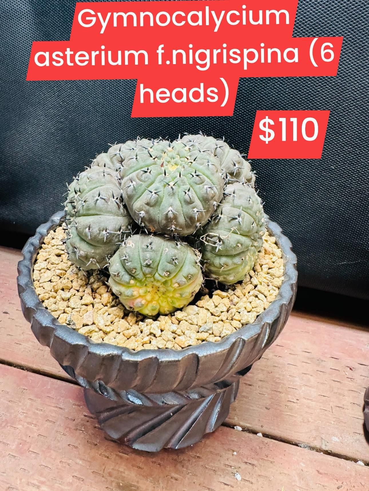 Gymnocalycium asterium f.nigrispina (6 heads) Plant