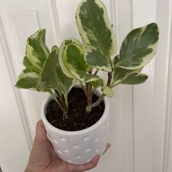 Beautiful Variegated Pepperomia Plant With Pot