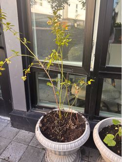 Blueberries in planter
