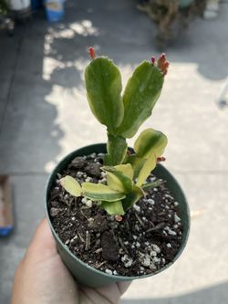 4 variegated christmas cactus for Sale in South Gate, CA - OfferUp